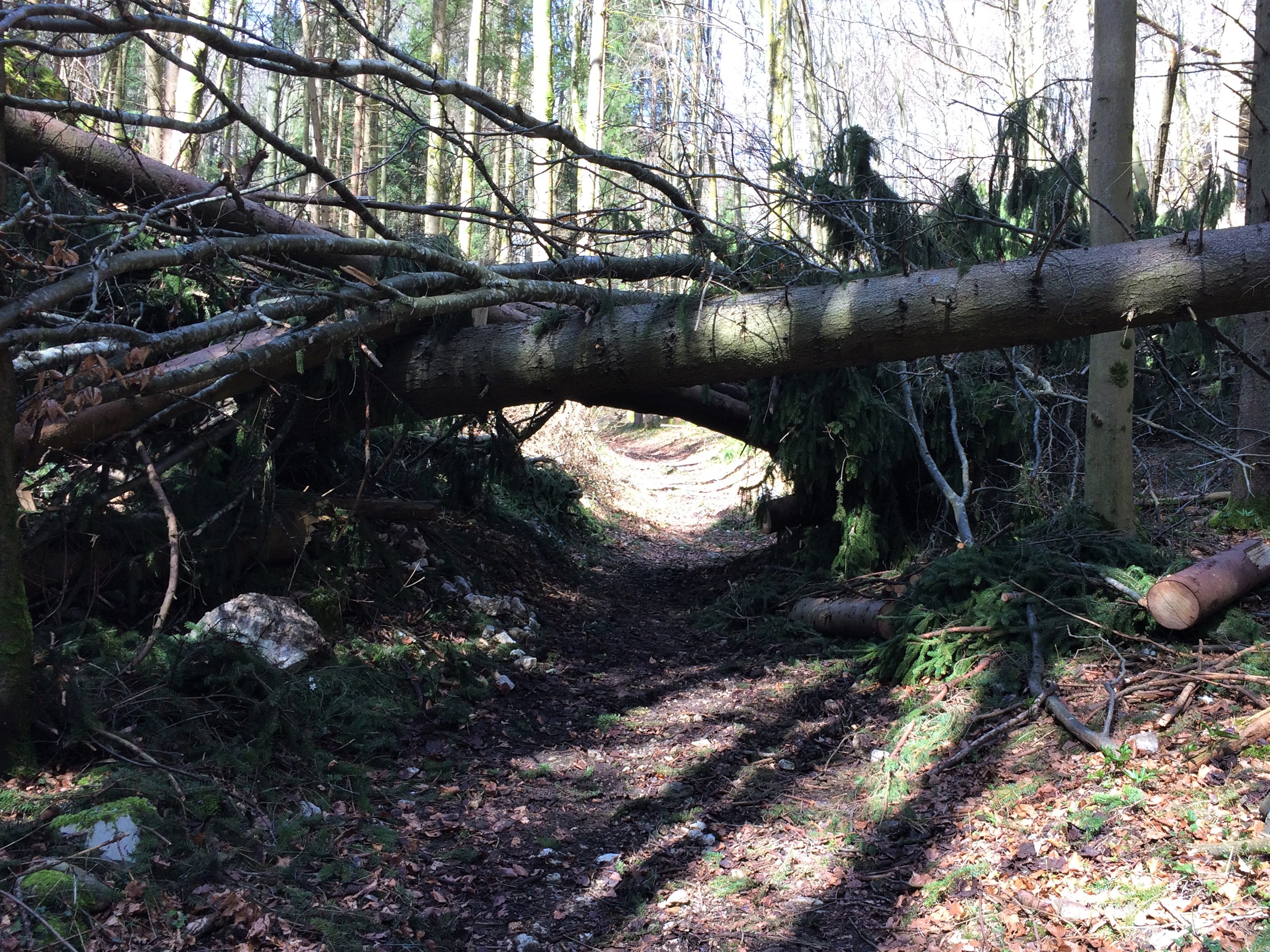 Hindernis IMG 2235 2