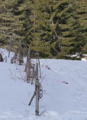 P1620492 Bieri Flurina